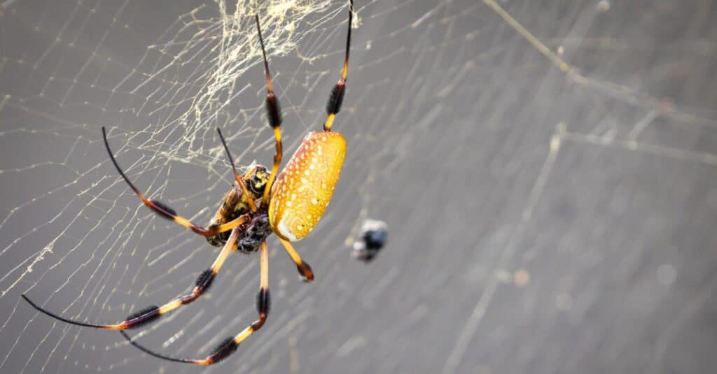 Banana Spider in Web