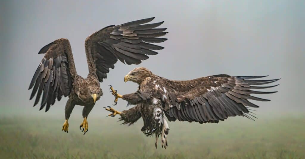 Battling White-Tailed Eagles