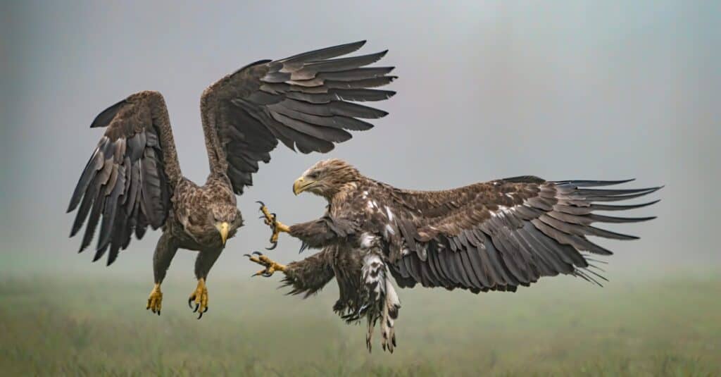 golden eagle attacks child