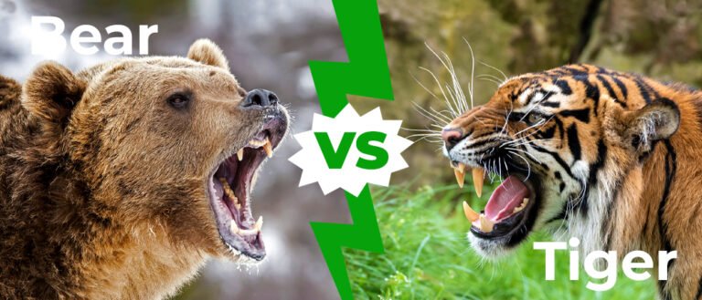 Bear vs Tiger