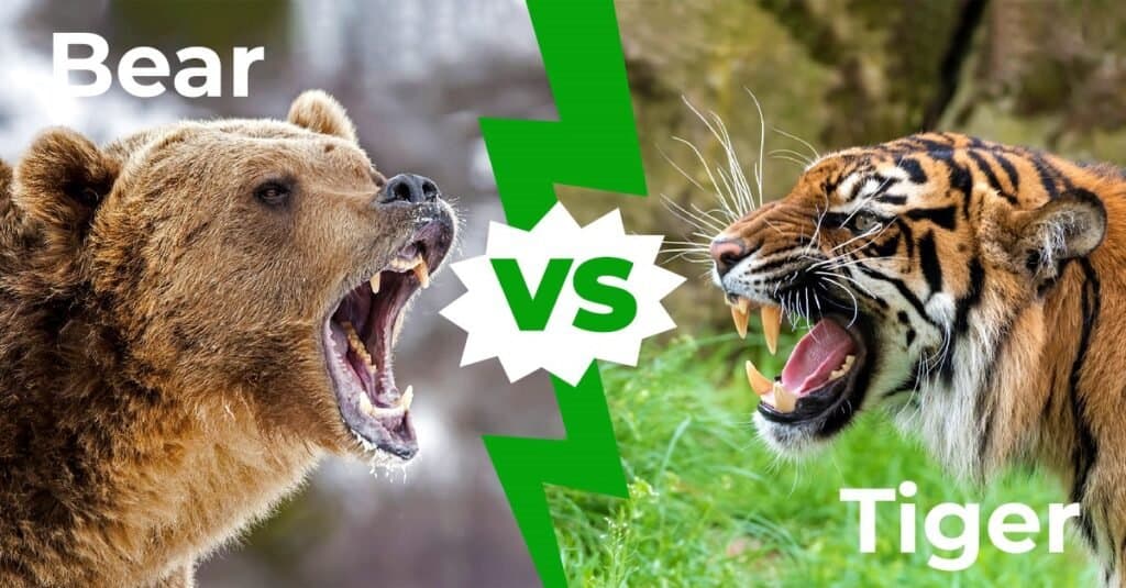 bear vs tiger