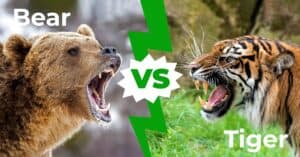 Bear vs Tiger: Who Would Win In A Fight? Picture