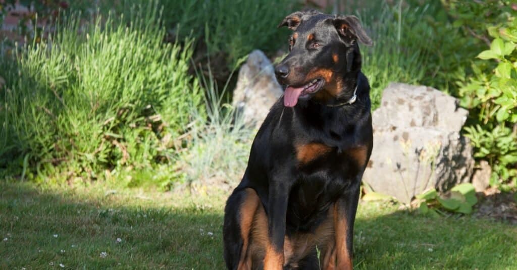 are beaucerons friendly or dangerous to strangers