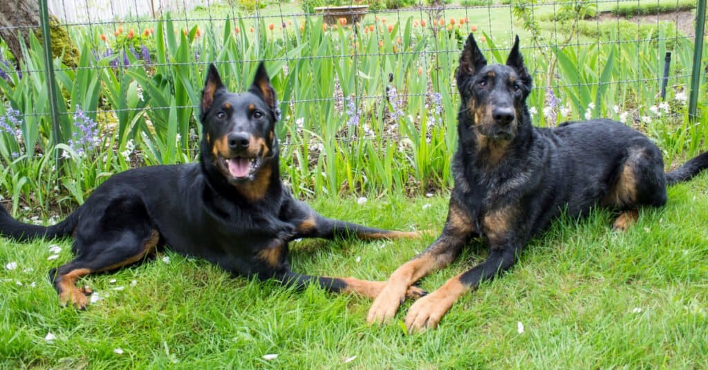 Beauceron dogs laying together