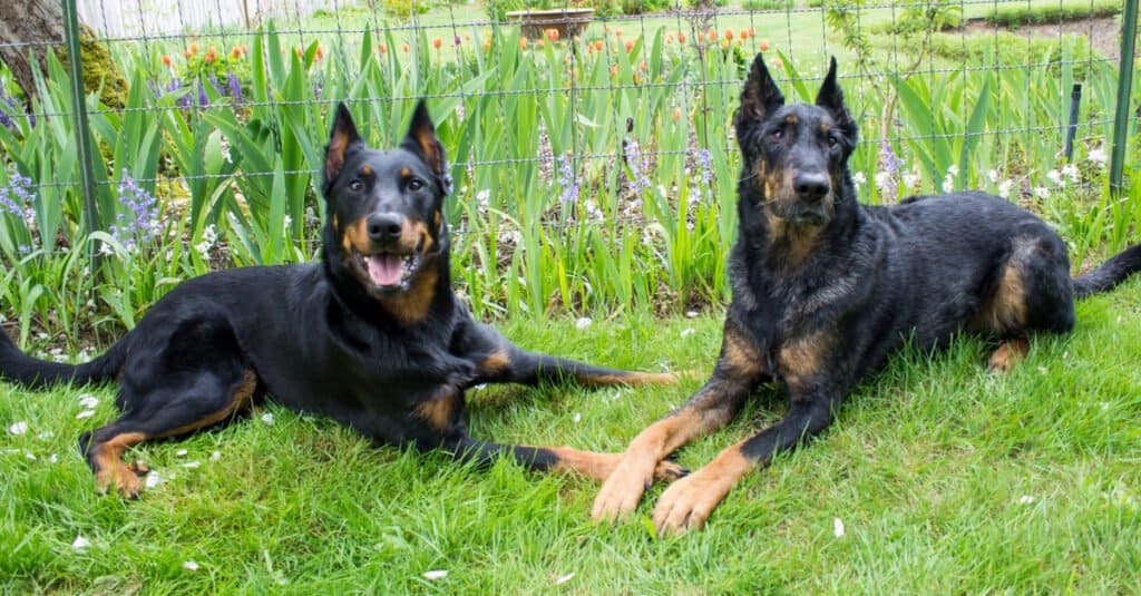 can a beauceron be an outside pet