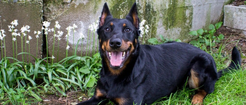 Beauceron laying by stone wall