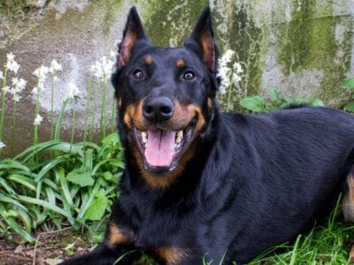 Beauceron Picture