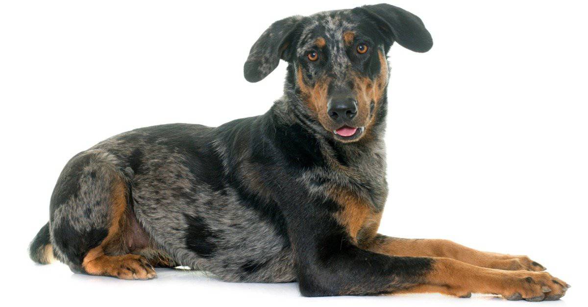 Beauceron isolated