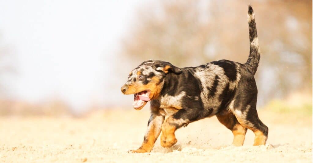 Beauceron puppy playing