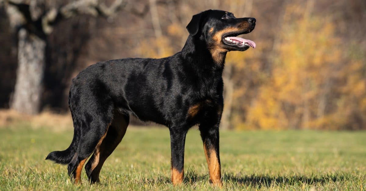 Beauceron taking a break from running