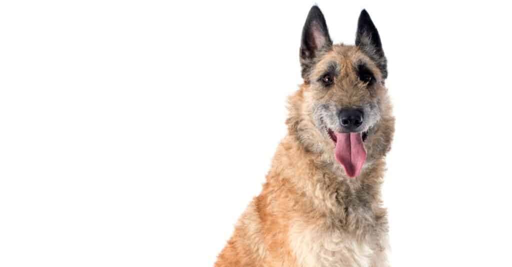 Rarest Dogs: Belgian Laekenois