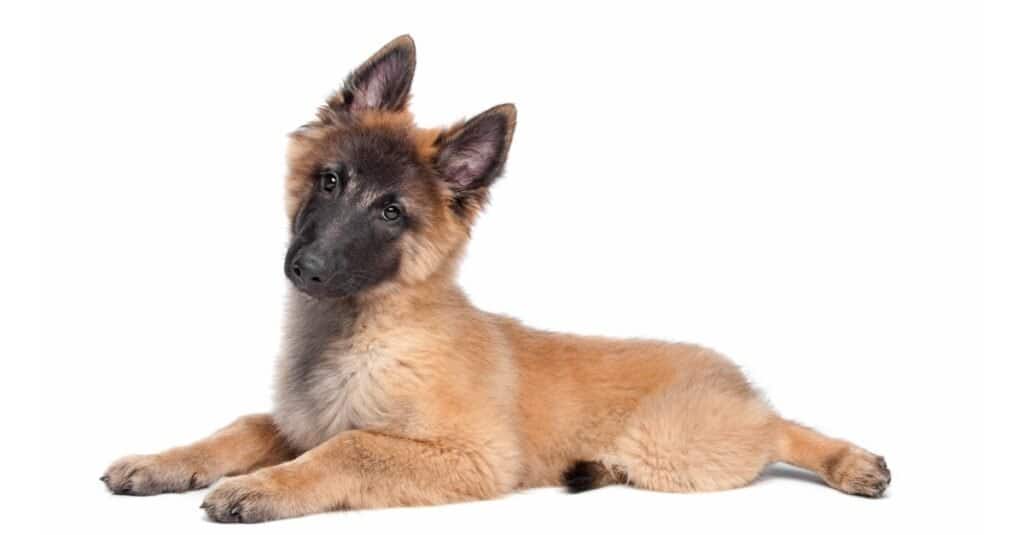 Belgian best sale tervuren rescue