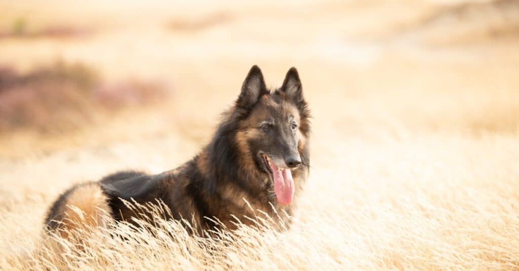 Belgian Tervuren in grass