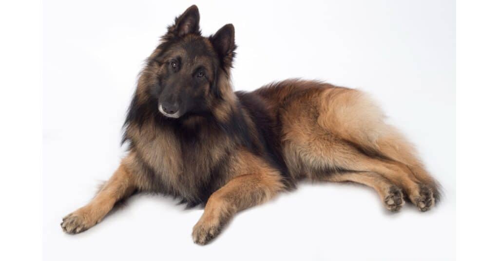 Belgian Tervuren isolated