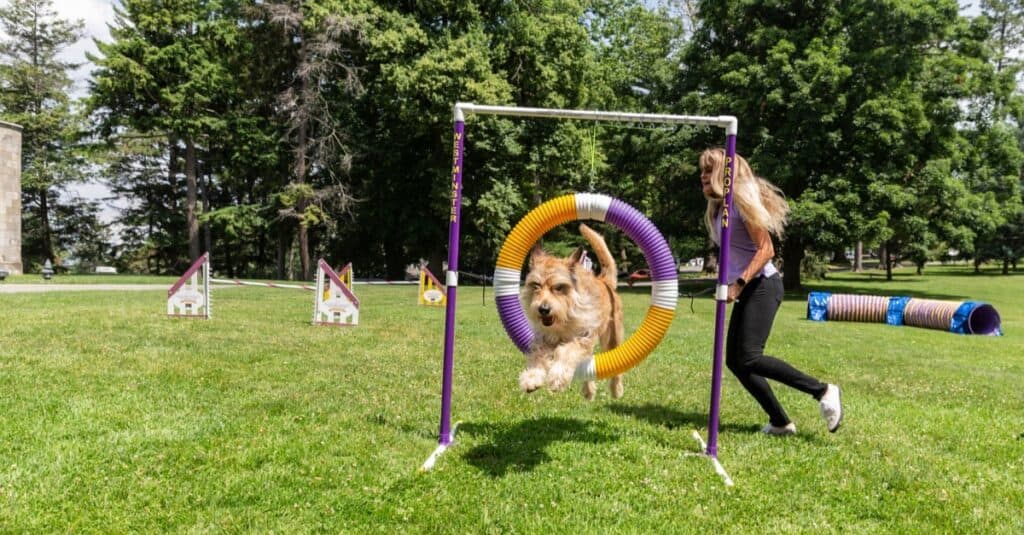 Berger Picard runs through an agility course.