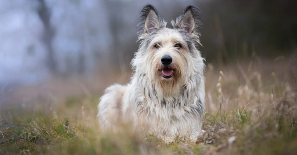 Berger Picard dog in winter in the field.