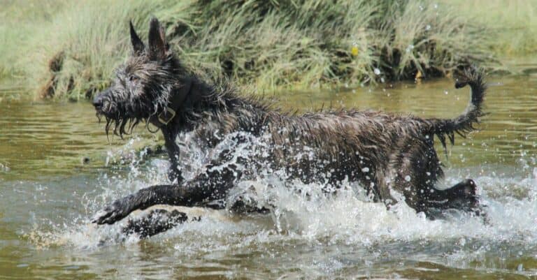 Berger Picard playing in the river.