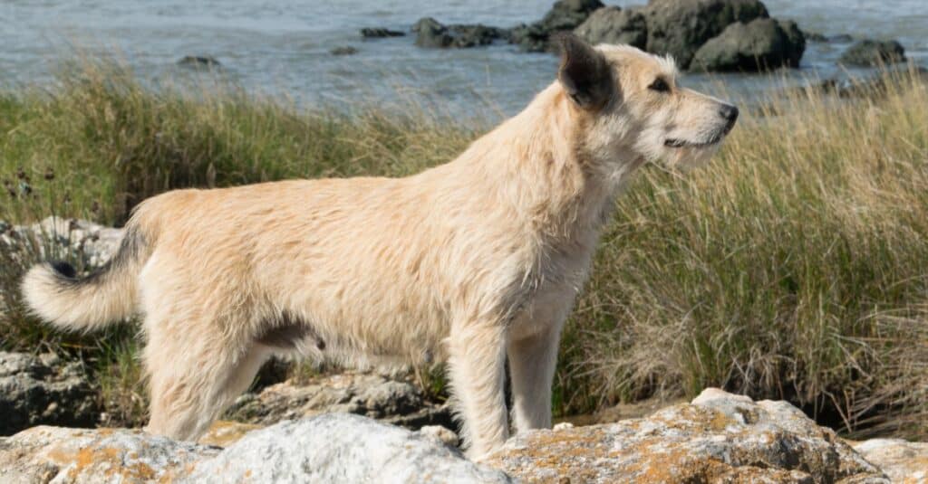 A white Berger Picard at the seaside.