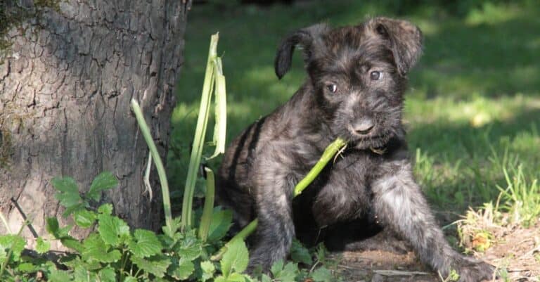 Berger Picard puppy playing with a stick.