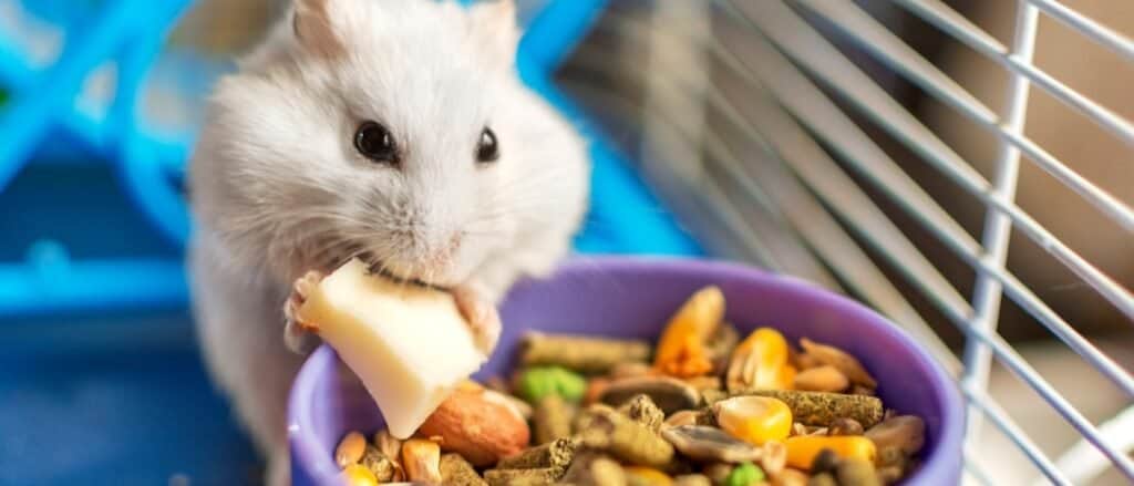 Roborovski Dwarf Hamster: Pet Care Guide, Lifespan, Cost, and Important  Facts - A-Z Animals