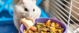 Rat vs Hamster: What Are the Differences? Picture