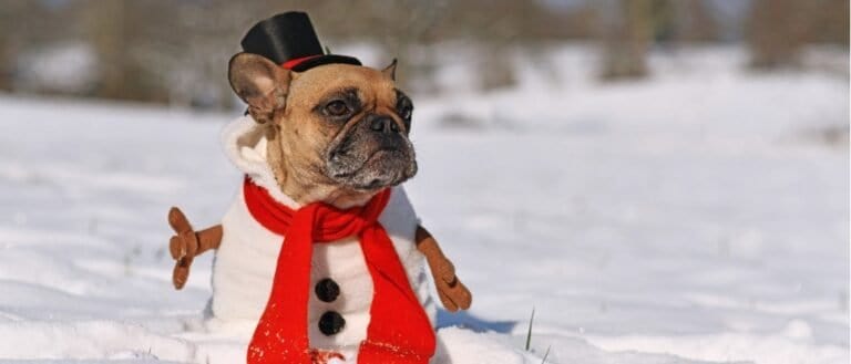 Best Olaf Dog Costumes