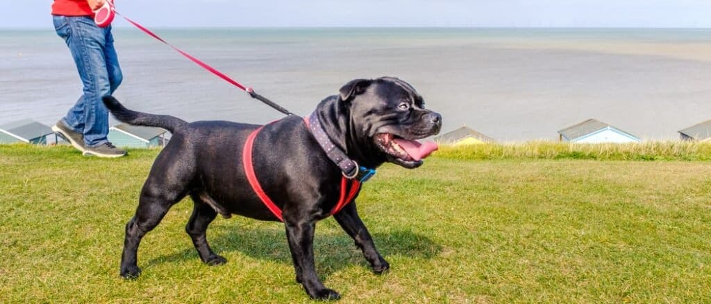 Best Retractable Dog Leash