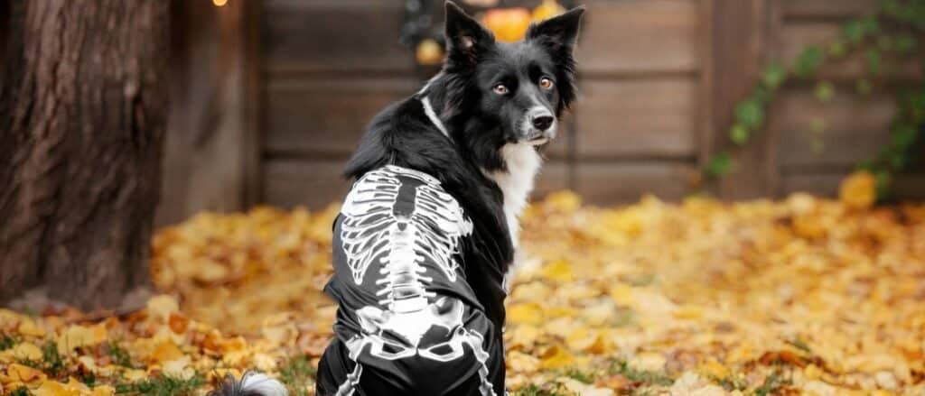 5 cute Halloween costumes for pets