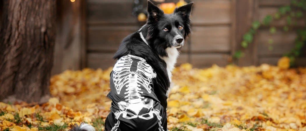 Best Skeleton Dog Costumes