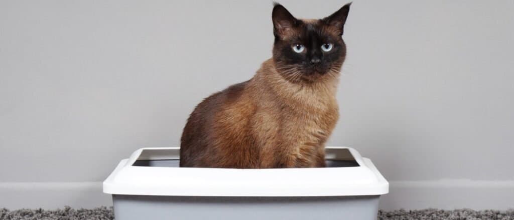 Best litter box