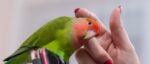 Why Do Animals Like Being Petted A Z Animals Bird Being Petted Header 150x64 