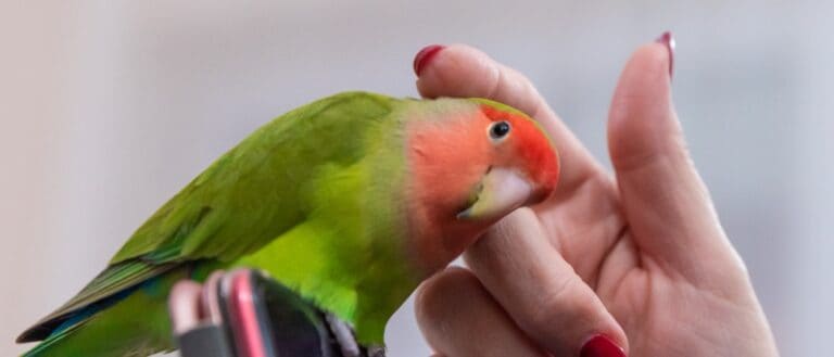 Bird being petted-header