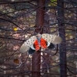 lanternfly