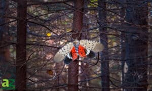 Spotted Lanternfly photo