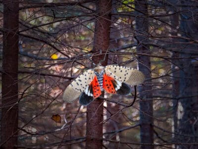 A Spotted Lanternfly