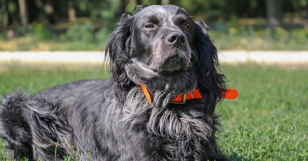 Beautiful Blue Picardy Spaniel close-up.
