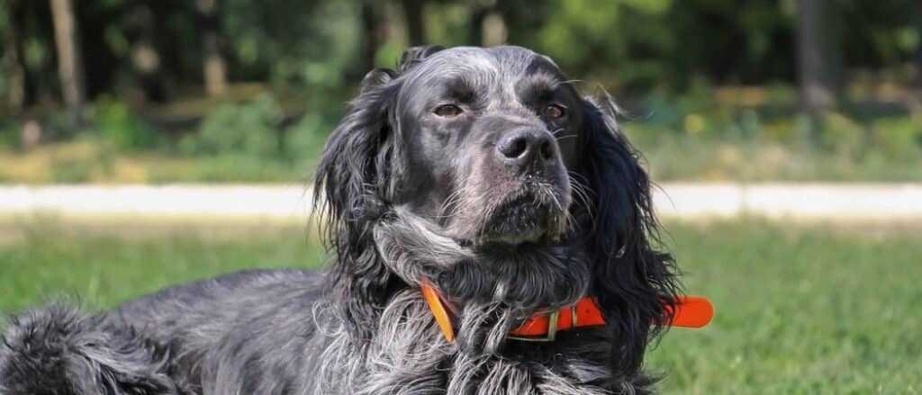 Blue Picardy Spaniel close-up