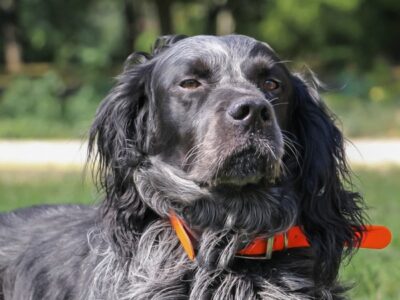 Blue Picardy Spaniel Picture