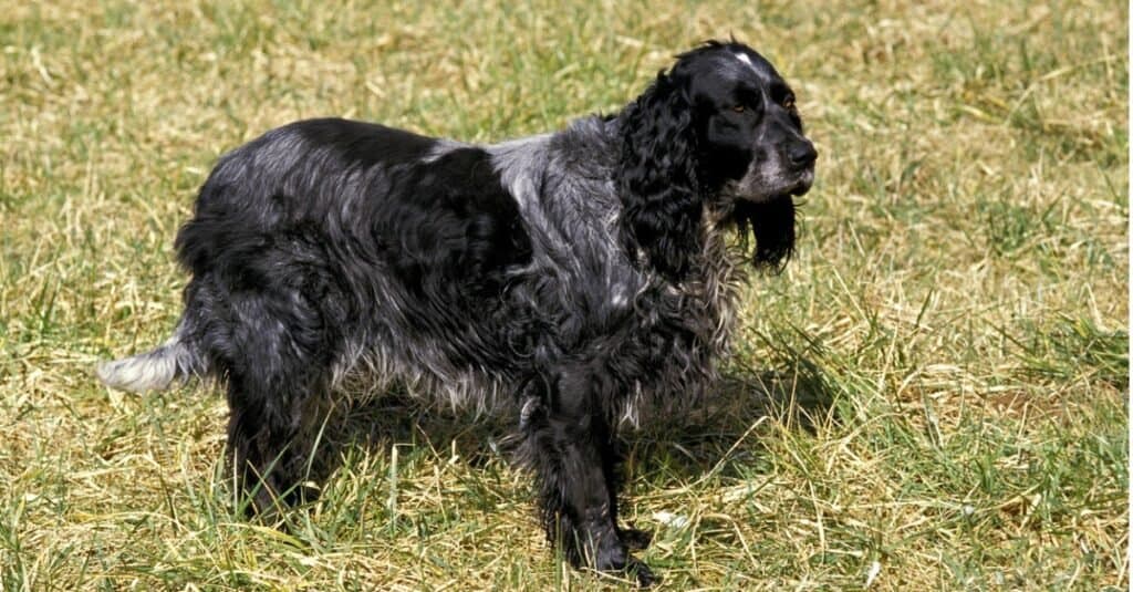 Blue Picardy Spaniel dog standing on grass.