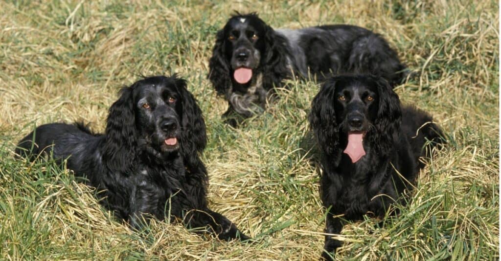 Blue Picardy Spaniel Dog laying on Grass.