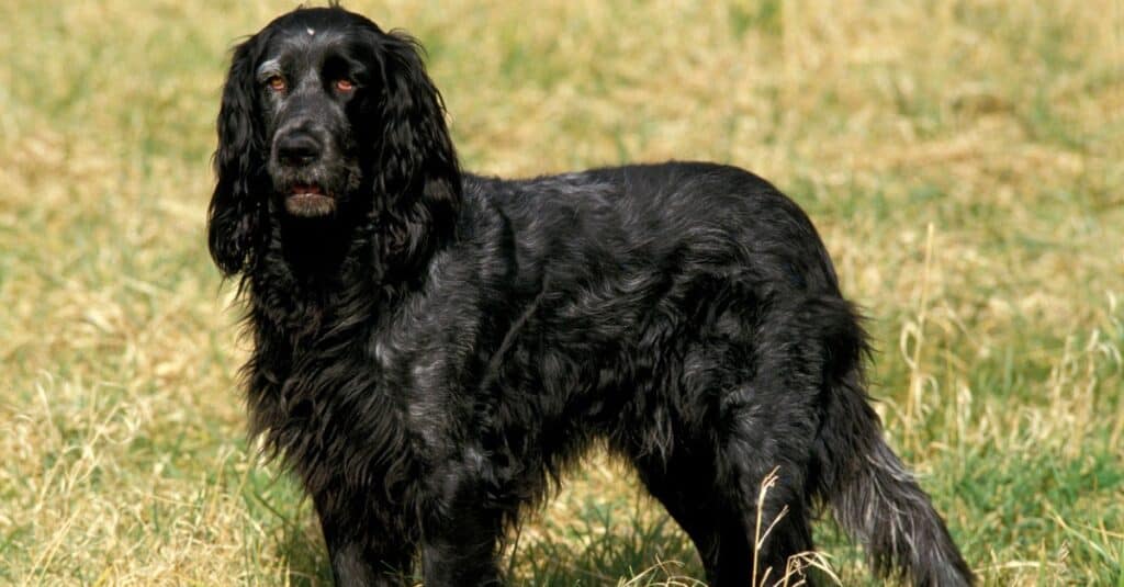 Blue Picardy Spaniel dog standing on grass.