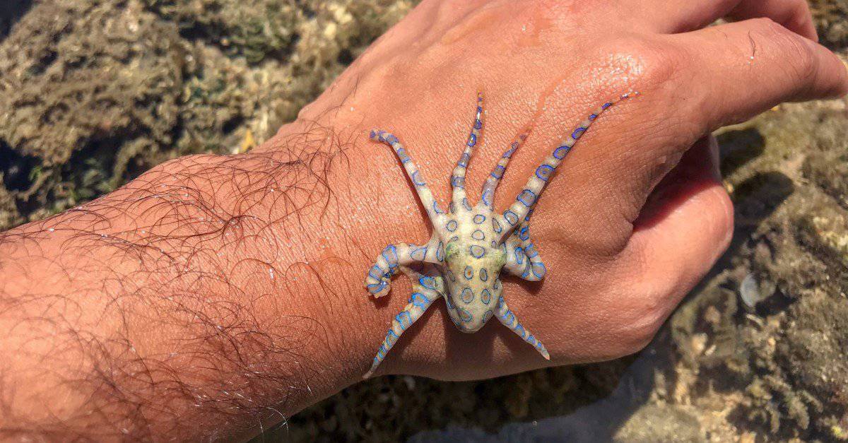 Baby blue-ringed octopus on a person's hand.