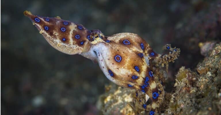 Blue-Ringed Octopus, (Hapalochlaena lunulata), 8 cm in size, female, carrying eggs.