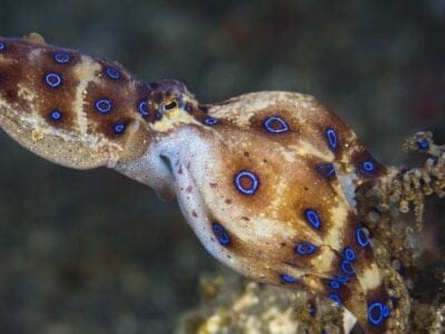 Blue-Ringed Octopus close-up