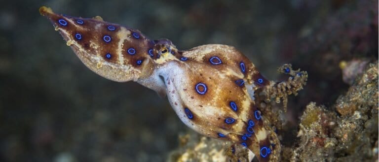 Blue-Ringed Octopus close-up