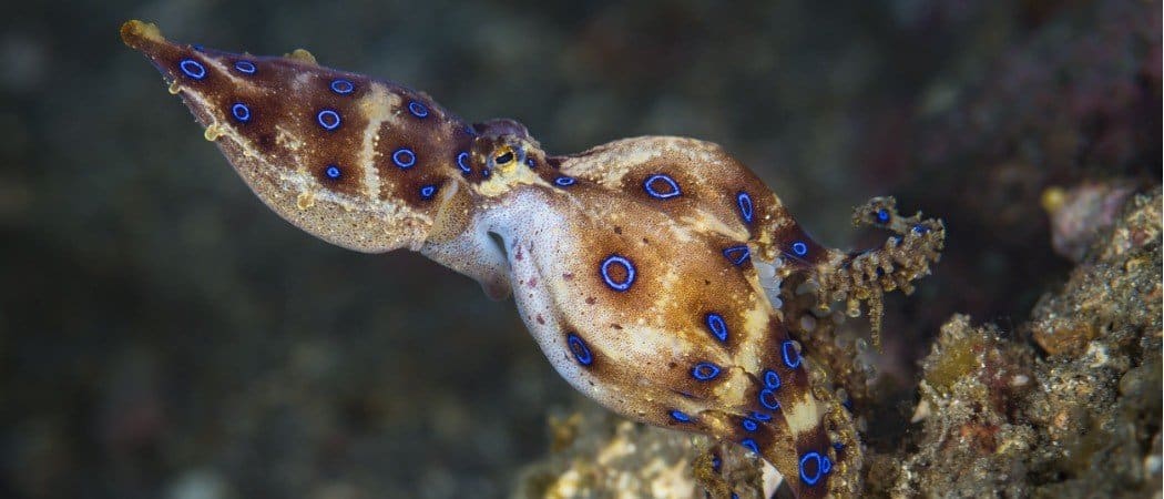 Specimen In zicht Onveilig Blue-Ringed Octopus Animal Facts - AZ Animals