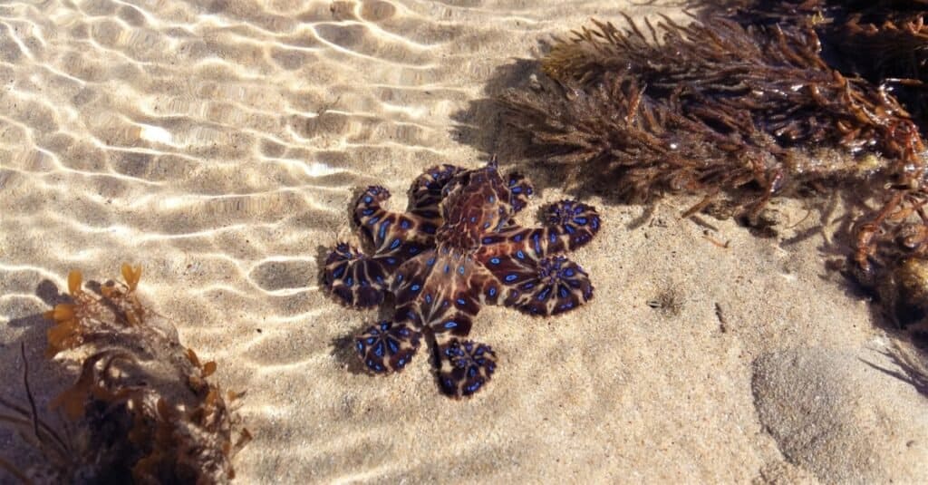 Vivid blue-ringed octopus with curled tentacles, enjoying the sun on a summer day as it sits in a shallow tide pool at Point Lonsdale