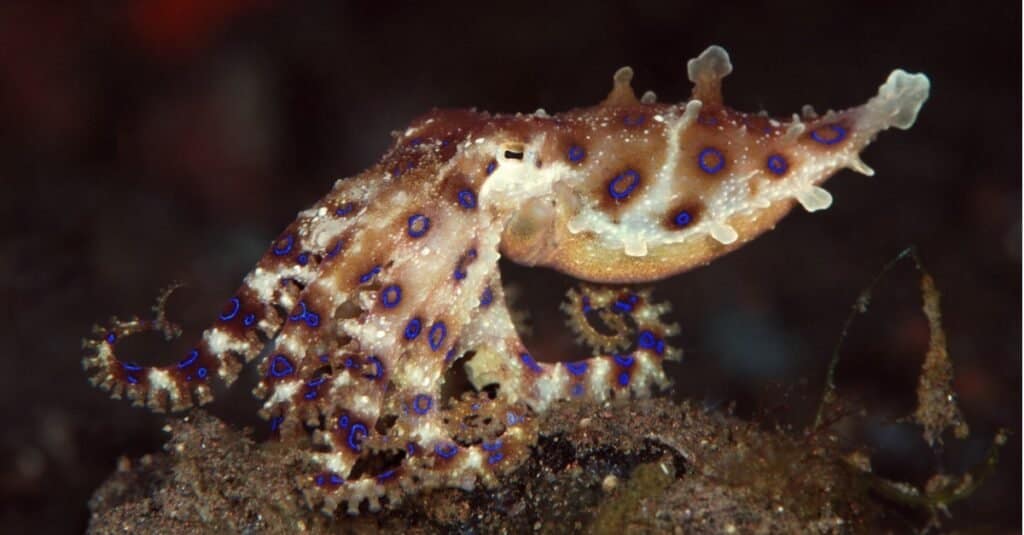 Blue-ringed octopus - amazing underwater world of Tulamben, Bali, Indonesia