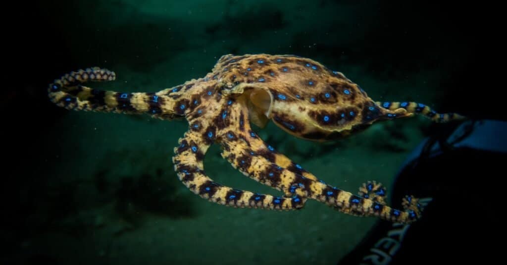 Blue-ringed octopus swimming in the open ocean.