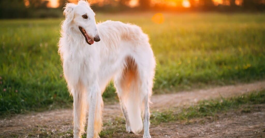 Tallest Dogs: Borzoi